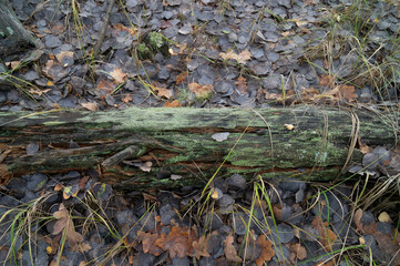 A fallen log in the forest, adorned with moss and surrounded by a carpet of autumn leaves, captures the essence of the woodland ecosystem and the unending rhythm of life.
