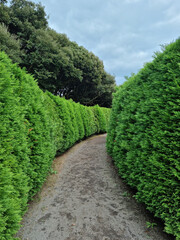 It is a path with a wall made of tree landscaping.