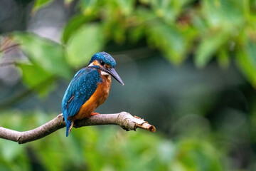 Colorful king fisher bird on a branch of a tree waiting to catch a fish in the Netherlands. Green leaves in the background.