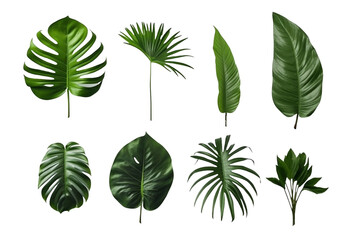 collection of tropical leaves isolated transparent background. generative ai