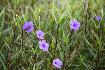 Purple flower (Ruellia brittoniana) on grass background.This plant very popular for garden design.