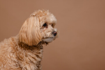 Maltipoo dog portrait on empty beige background, happy dogs concept