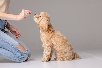 A girl feeds a Maltipoo puppy dry food. taking care of a dog, happy dogs concept - obrazy, fototapety, plakaty