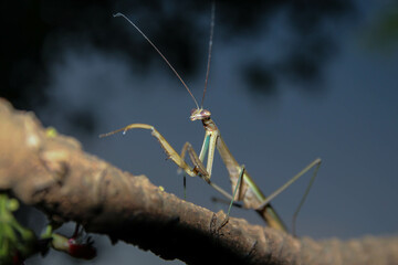 Praying mantis or boxing grasshopper[1] (English: Mantis; Northern Thai dialect: Maeng Ma; Isaan...
