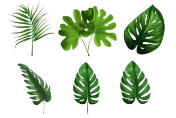 Zelfklevend Fotobehang Tropische bladeren collection of tropical leaves isolated transparent background. generative ai