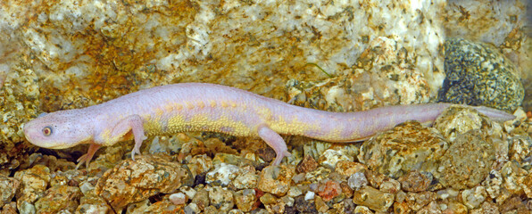 Spanischer Rippenmolch - Albino // Iberian ribbed newt (Pleurodeles waltl)