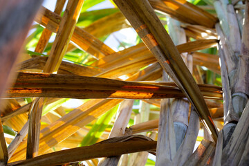 Sugar cane plants, brown leaves, sugar cane field