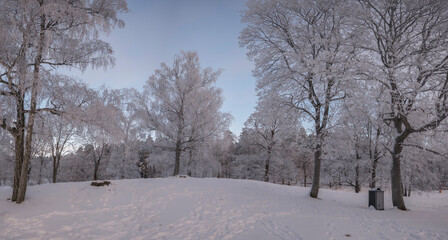 Snowy hill with frosty and snowy trees a winter day, weak sun, in the Stockholm district Bromma