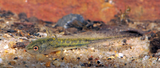7 Tage alte Larve des Spanischen Rippenmolchs // 7 days old larva of the Iberian ribbed newt (Pleurodeles waltl) - Spanien