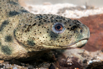 Spanischer Rippenmolch // Iberian ribbed newt (Pleurodeles waltl) 