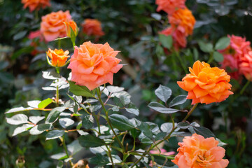 Display of local produce at outdoor farmers market