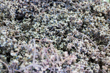 Display of local produce at outdoor farmers market