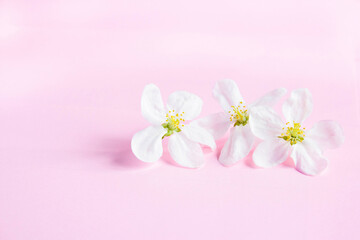 White flowers on a pale pink background with space for text. Apple blossom. Spring still life. Concept of spring or mom day