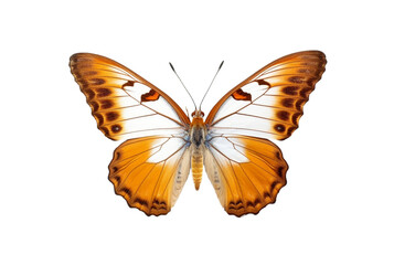 Obraz premium beautiful colorful butterfly isolated transparent background. generative ai