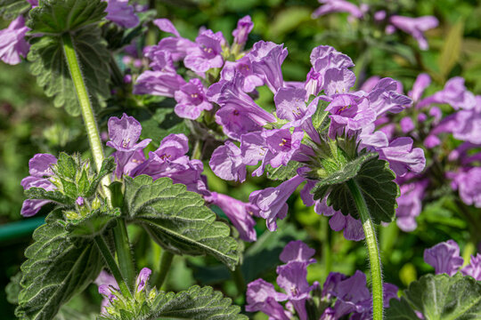 Purple Betonica flowres