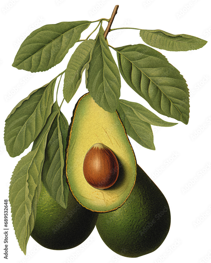 Wall mural Avocado isolated on transparent background, old botanical illustration - Wall murals