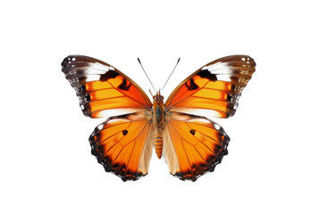 Fototapeta na wymiar beautiful colorful butterfly isolated transparent background. generative ai