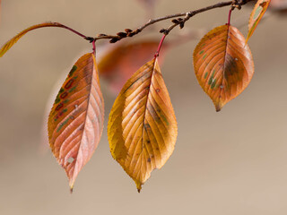 紅葉した桜の葉