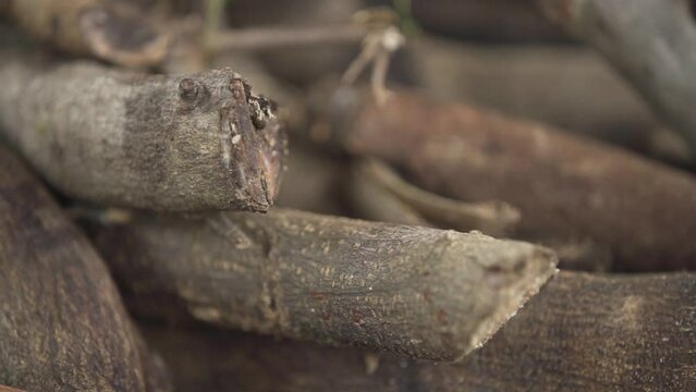 piles of logs or piles of firewood gathered together for fuel