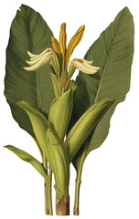 Banana palm tree isolated on transparent background, old botanical illustration