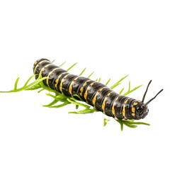 Fototapeta premium Caterpillar Isolated
