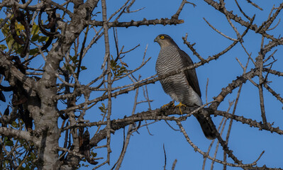 eurasian sparrowhawk on the branch	