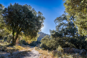 Obraz premium sunrise in the forest of oaks and holm oaks in Castellon, spain