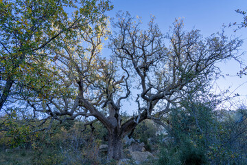 old legendary oak tree