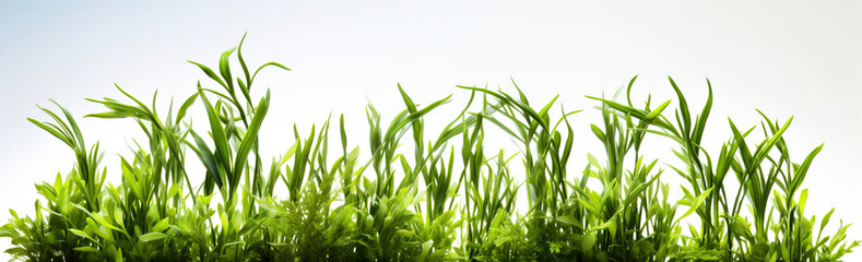 Grass and other plants in soil white isolated cutout element.