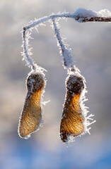 Two dried brownish maple seeds, whirlybirds (Samara) hanging on a frosted twig after a cold December night. Translucent winged nutlets backlit by low sun, macro close up with blurred background.