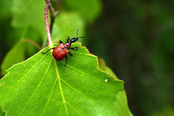 Red beetle Trachelophorus giraffa on green leaves.