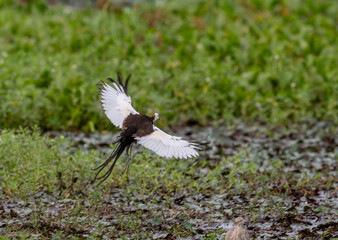 The pheasant-tailed jacana is a bird species from the jacana family found in Asia. Jacanas are a group of plovers that live in shallow lakes and can walk through lake vegetation with their large feet.