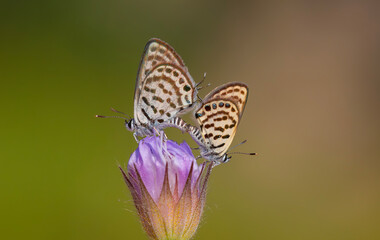 A pair of tiny butterflies on a purple flower, Lesser Tiger Blue, Tarucus balkanicus