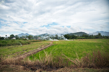Naklejka premium Rice Field Vietnam Landscape