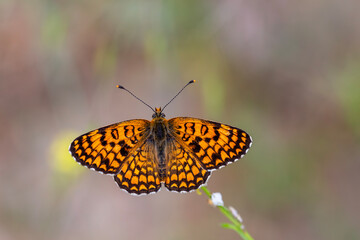 a butterfly with its wingspan wide open, Melitaea phoebe	