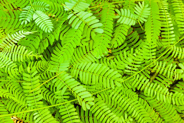 Twigs lying on the ground with leaves of Albizia julibrissin, close-up.