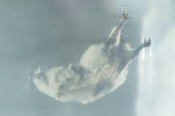 Froschperspektive meerschweinchen schwimmen wasser