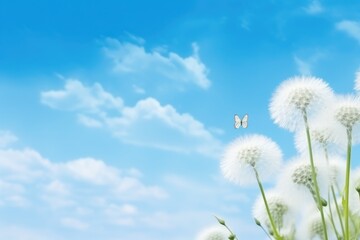 butterfly and dandelions on blue sky. Vibrant blue sky with fluffy white clouds. White dandelions with flying butterfly.