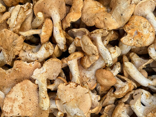 Hedgehog Mushrooms