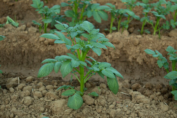Potato plants growing in the field, closeup of green leaves