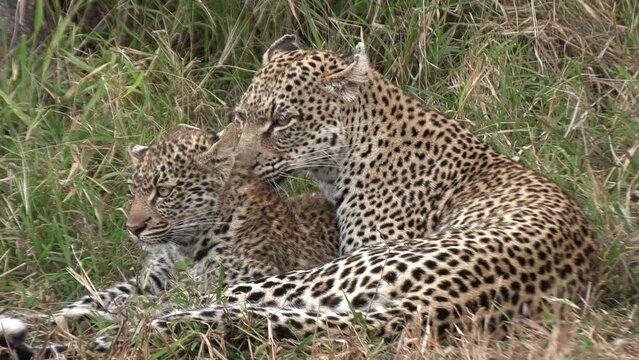 A leopardess lies in the savanna grass grooming her cub. Close up shot.