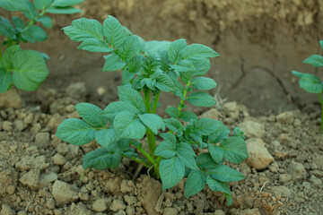 Potato plants growing in the soil in the field. Agriculture.