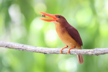 The ruddy kingfisher (Halcyon coromanda) is a medium-sized tree kingfisher, widely distributed in east and southeast Asia. This photo was taken in Java island(Halcyon coromanda minor). - obrazy, fototapety, plakaty