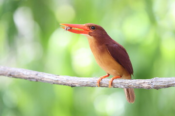 The ruddy kingfisher (Halcyon coromanda) is a medium-sized tree kingfisher, widely distributed in east and southeast Asia. This photo was taken in Java island(Halcyon coromanda minor). - obrazy, fototapety, plakaty