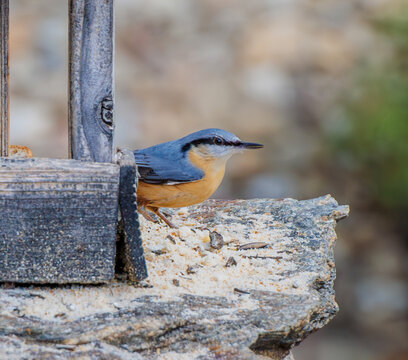 Sittelle torchepot avec ses plumes orange et bleues et son bec noir
