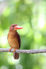 The ruddy kingfisher (Halcyon coromanda) is a medium-sized tree kingfisher, widely distributed in east and southeast Asia. This photo was taken in Java island(Halcyon coromanda minor).