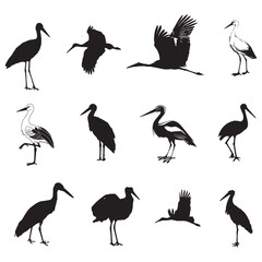 Naklejka premium Stork Ciconia c bird stands and flies. Realistic vector art illustration.