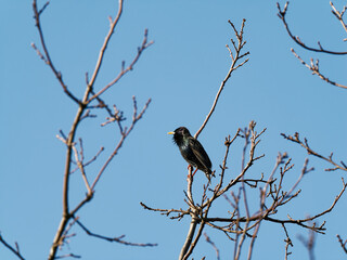 Star, Sturnus vulgaris, Gemeiner Star