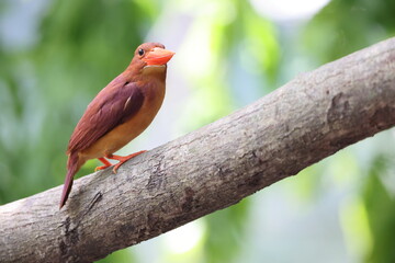 The ruddy kingfisher (Halcyon coromanda) is a medium-sized tree kingfisher, widely distributed in...