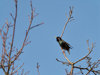 Star, Sturnus vulgaris, Gemeiner Star